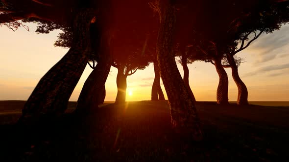 Sunset View and Dense Trees