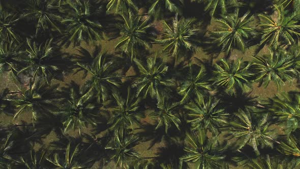 Aerial flight above coconut palm trees plantation with shadows