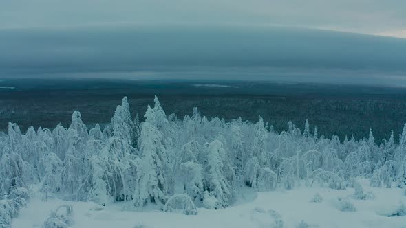 Cinematic Aerial View of a Cold Snowcovered Forest at the Top of a Hill