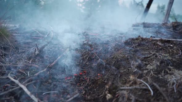 Forest soil smouldering after the fire