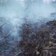 Forest soil smouldering after the fire - VideoHive Item for Sale