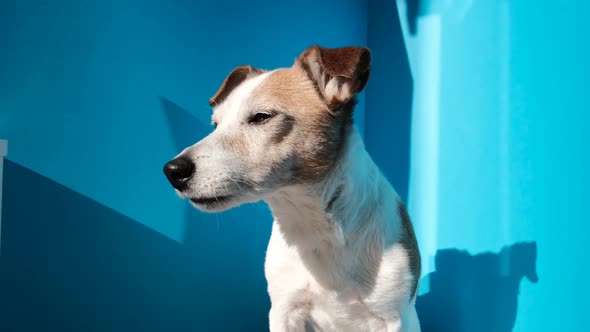 Curious Jack Russell Terrier with Funny Brown Ears on Blue