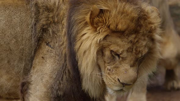 scarred face of male lion