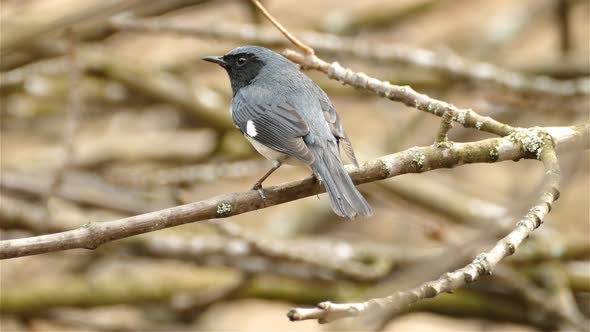 A Black Throated Blue Warbler Perched On A Tree Branch, Song Bird Of North America