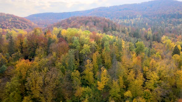 Aerial view of high mountain hills covered with dense yellow forest and green spruce trees