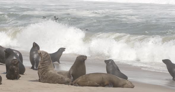 Wavy Ocean and Cape Fur Seals 