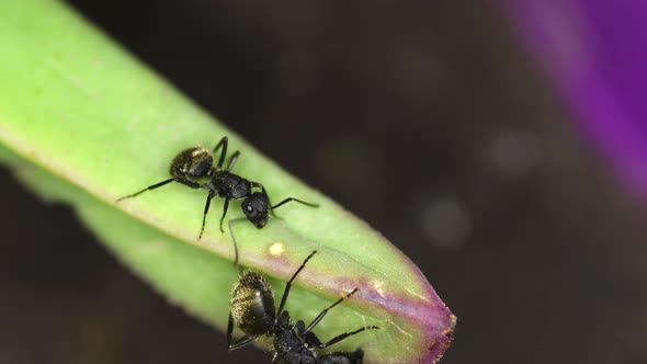 Closeup of a pair of black ants (Lasius niger) feeding  from a succulent plant