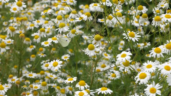 White Butterfly Eats Nectar On A Chamomile Field