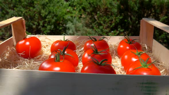 Female Hand Puts Ripe Juicy Red Tomatoes in a Wooden Box with Shavings