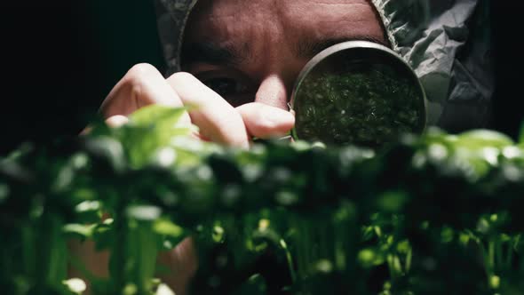 Scientist Analyze OGM Genetically Modified Plants