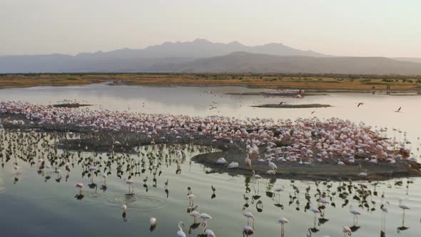 Flying Drone Over Burning Flamingos Standing on the Islands of Soda Lake
