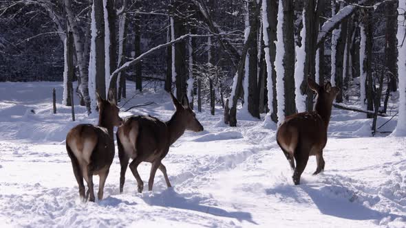 elk running through snow super slomo epic winter scene