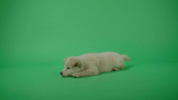 Full View Of A White Dog Laying Down In The Green Screen Studio