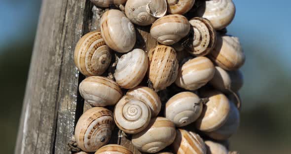 Theba pisana, also named, white garden snail, sand hill snail.