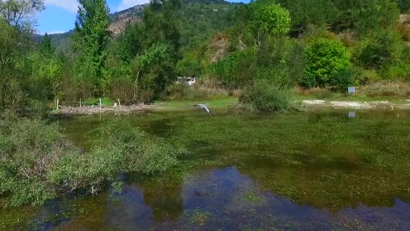 Wild bird flying over the lake.