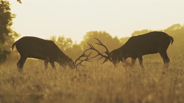 Male Red Deer Stag (cervus elaphus) during deer rut, rutting and clashing antlers and hitting heads 