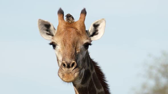 The Giraffe Close Up and Bird Eating Parasites From Her Head, Full Frame Slow Motion. African Animal