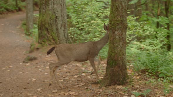 Slow motion shot of a doe crossing a hiking trail in Oregon.