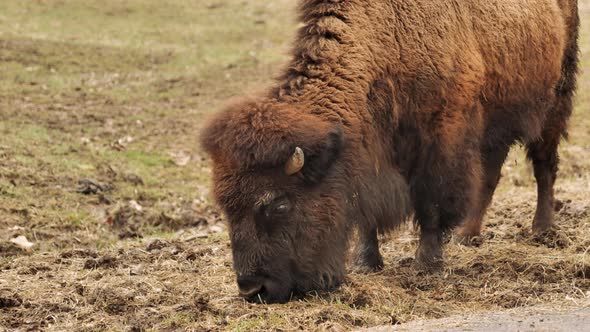 Close up slomo shot of bison grazing on side of road