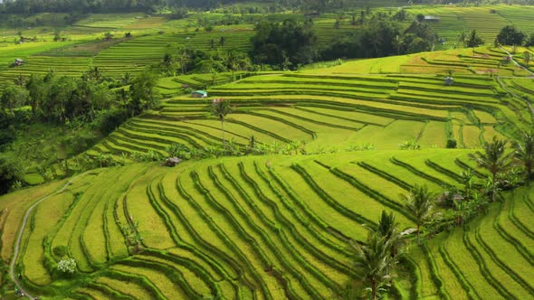 Flying Over Terraced Rice Paddies In Bali.