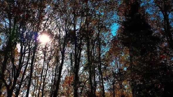 Autumn Forest Trees In The Sun