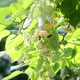 Honey bees on the blossoming yellow linden flowers - VideoHive Item for Sale