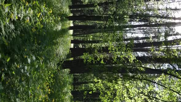 Vertical Video of a Forest with Pine Trees