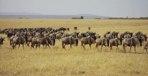 Herd of gnus walking