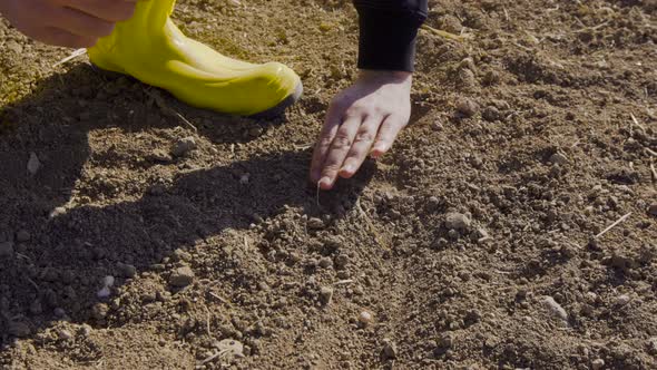 Farmer planting seeds and irrigation.