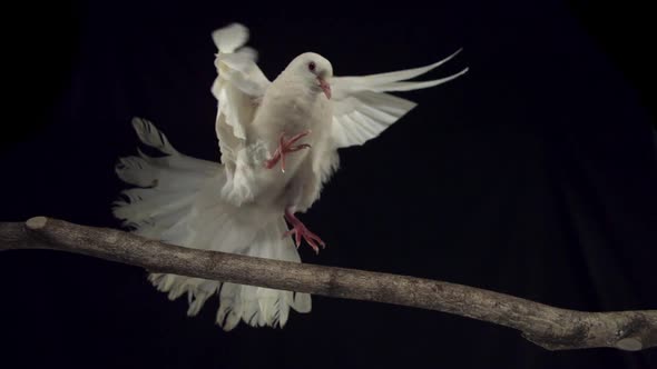 White bird landing on branch, Slow Motion