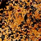 Lentil, star anise, pepper and cumin exploding  - VideoHive Item for Sale