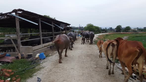 Buffaloes and cows going home.