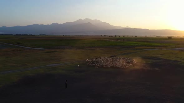 Sheep Herd Sunrise