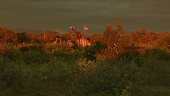 The Golden Hour Herd of Giraffes IV