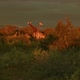 The Golden Hour Herd of Giraffes IV - VideoHive Item for Sale