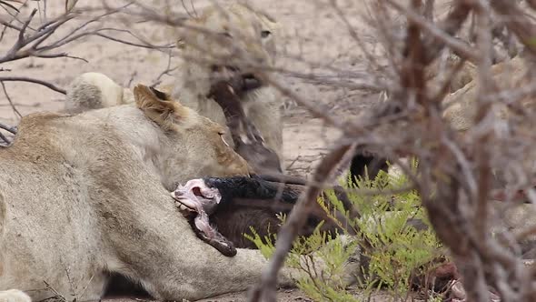 Lion licks meal Lion licks meal