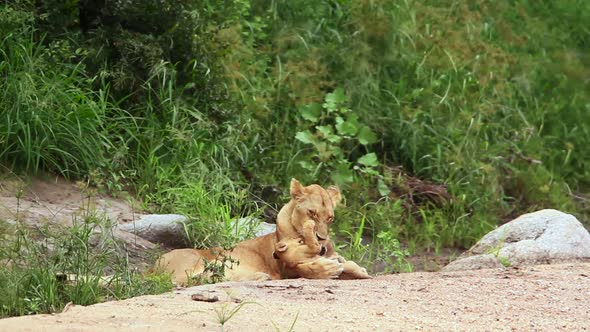 African lion in Kruger National park, South Africa