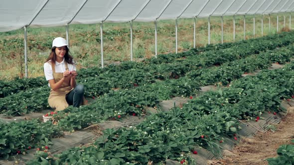 Cheerful Woman Collecting Strawberries Harvest at Greenhouse