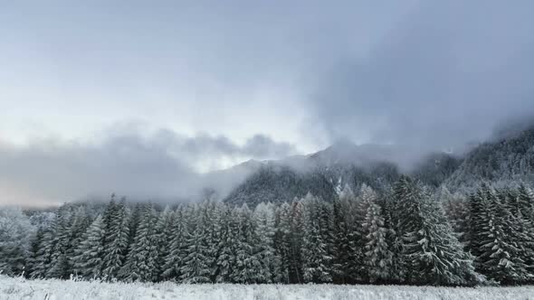 Winter Forest With Cloudy Sky