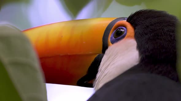 Extreme close up shot of the eye of and bill of a Common Toucan in the middle of the jungle