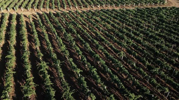 Large Grape Field in Summer at Sunset