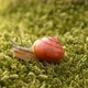 Snail - VideoHive Item for Sale