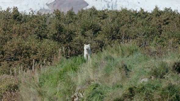 Arctic Wolf Howling on Hill