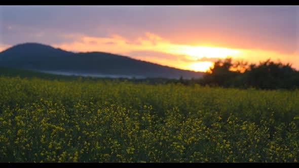 Rapeseed Plantations Against The Backdrop Of The Mountain 4