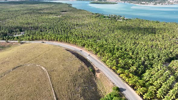 Coconut trees plantation near Gunga Beach at Maceio Alagoas Brazil.