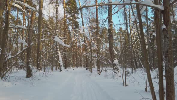 Fresh White Snow in Winter Forest at Sunny Day alt
