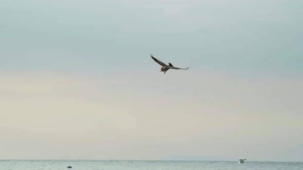 Costa Rica Birds and Wildlife, Brown Pelicans (pelecanus occidentalis), Amazing Animal Moments and B