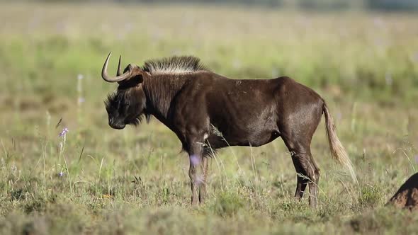 Black Wildebeest In Grassland