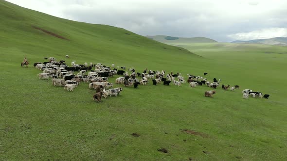 Herd of Yak Flock in Meadow