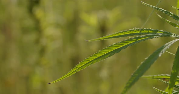 Medical Cannabis Leaf
